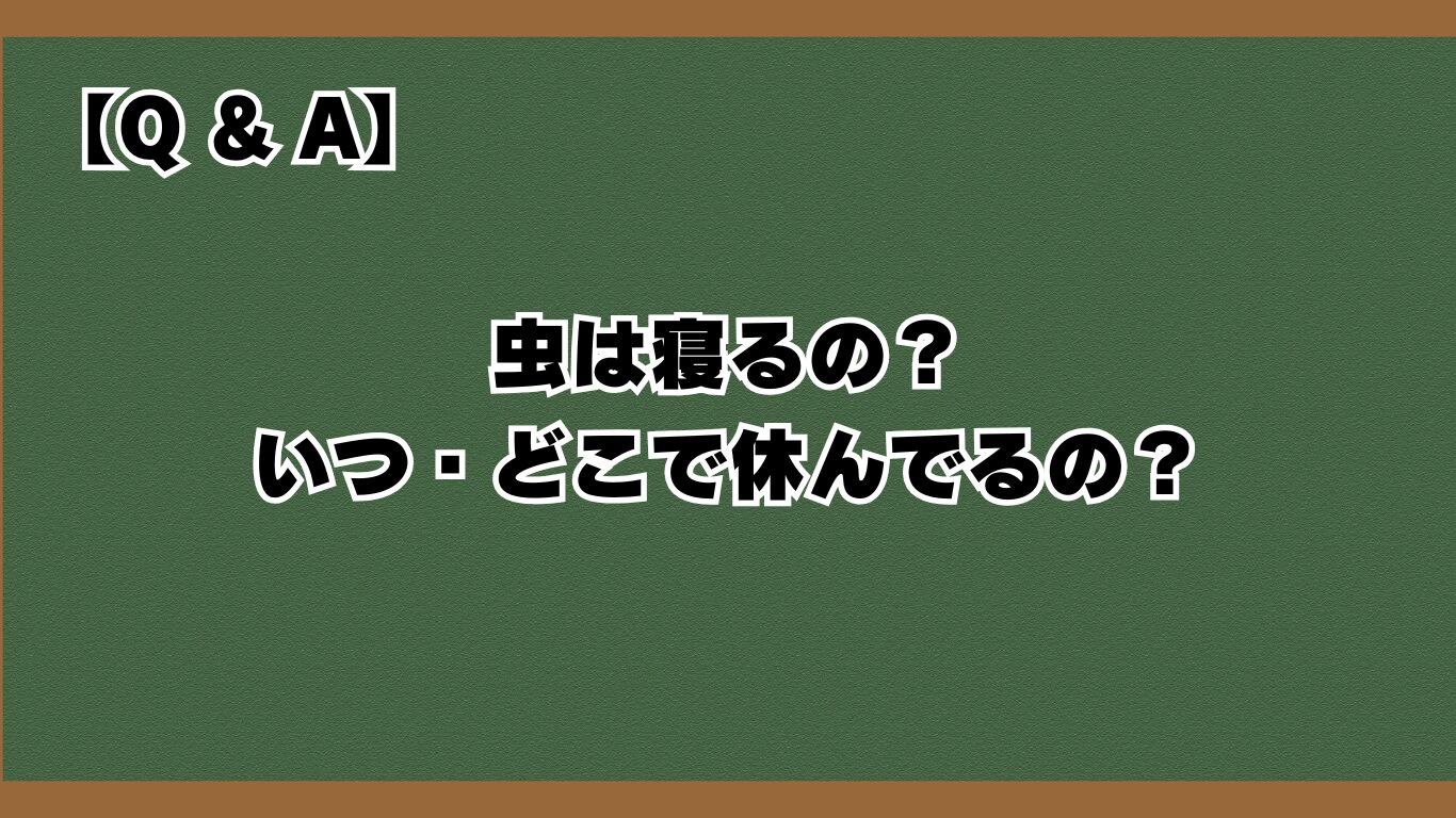 虫は寝るの？いつ・どこで休んでるの？
