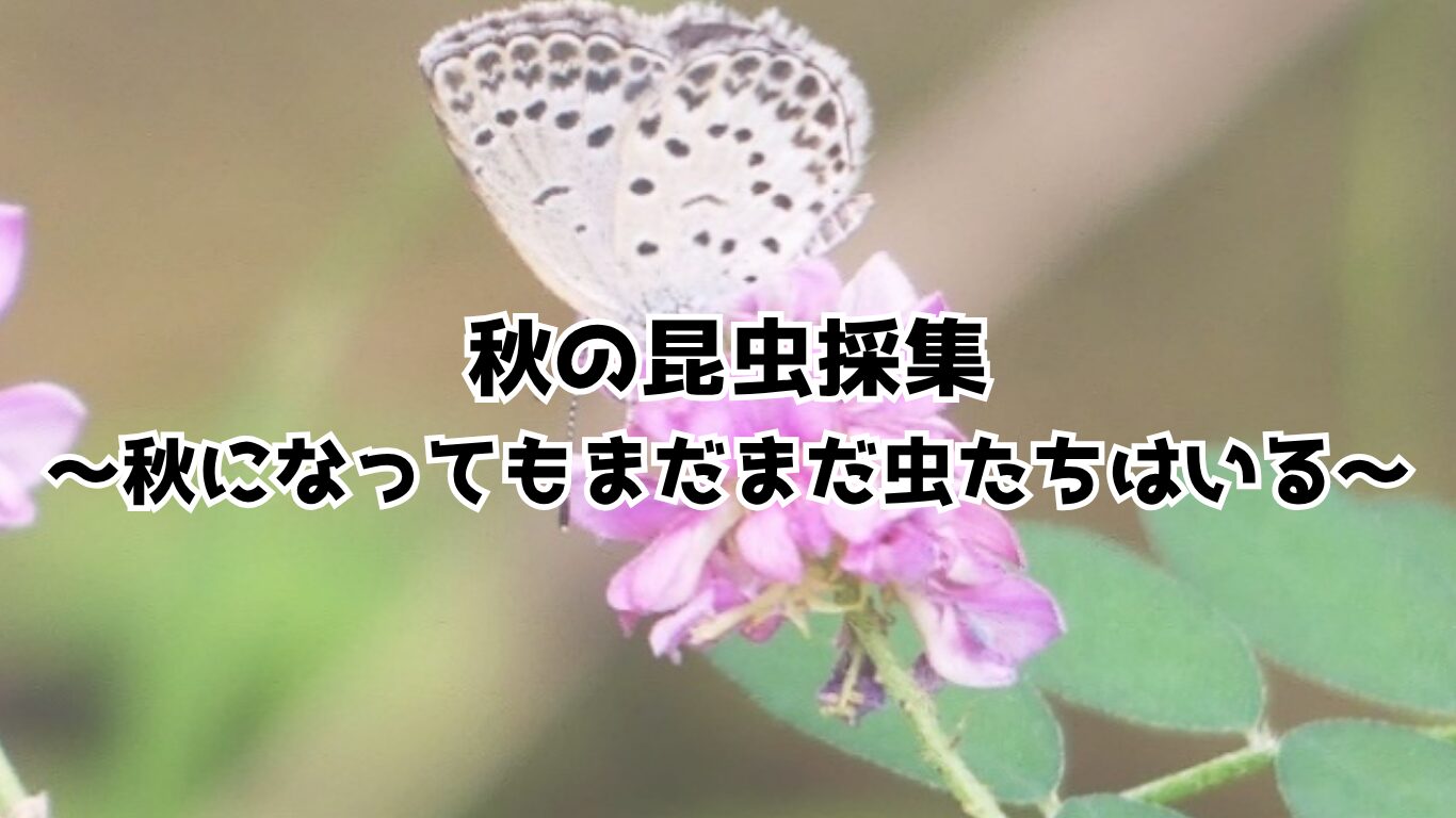 秋の昆虫採集～秋になってもまだまだ虫たちはいる～